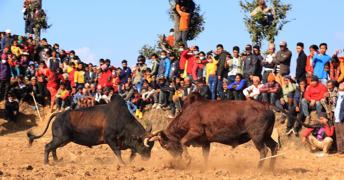 धादिङमा माघे सङ्क्रान्तिका अवसरमा एक सय हल गोरु जुधाइयो
