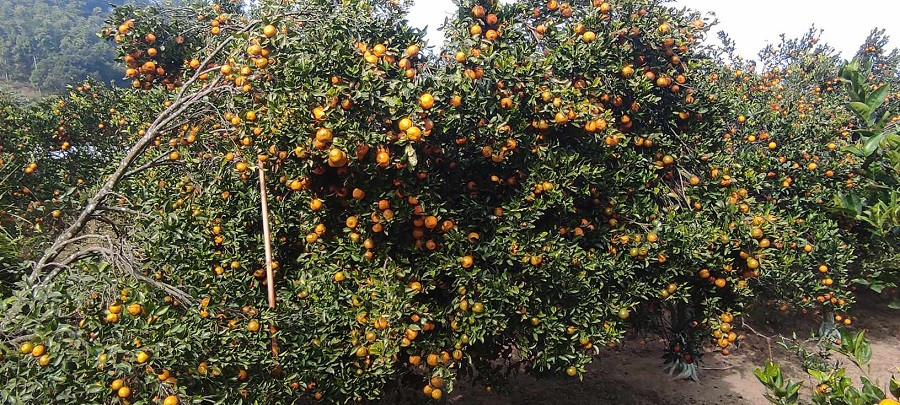 सुन्तलाले मनग्य मूल्य पाएपछि किसान उत्साहित