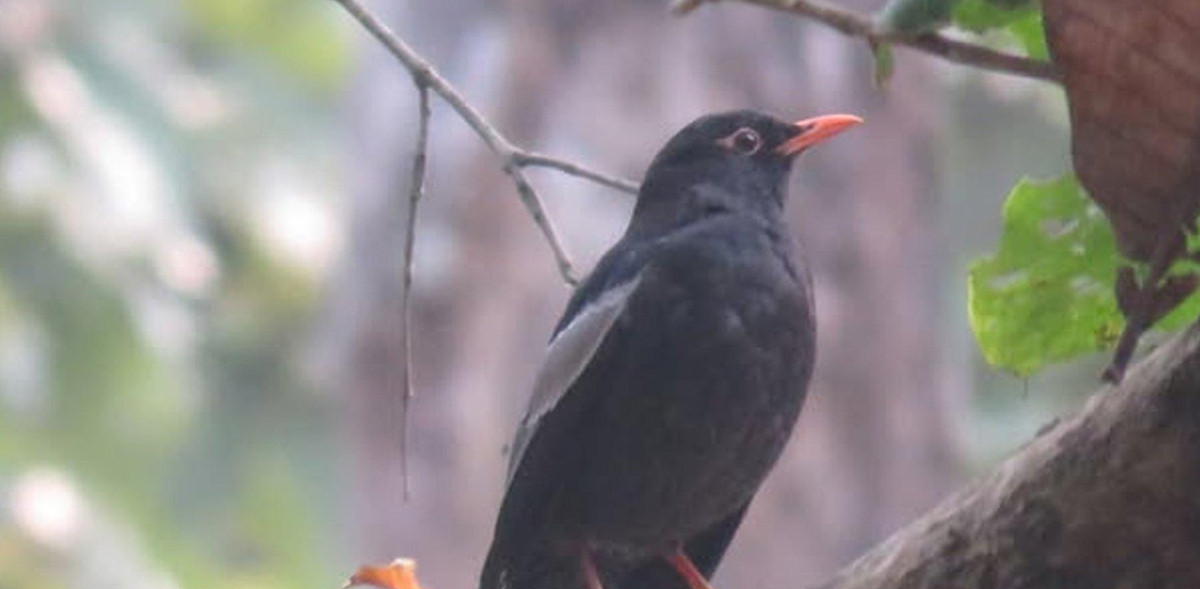 पहाडी वनको ‘मदना चाँचर’ शुक्लाफाँटामा