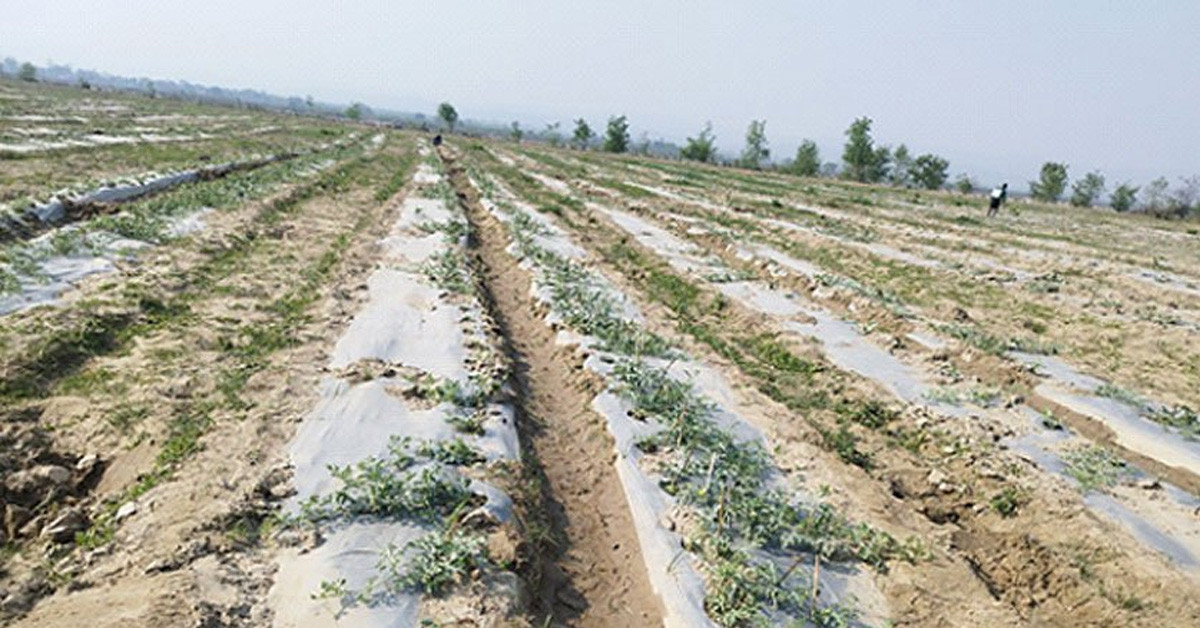 पहिलेको बगर, अहिले आम्दानीको स्रोत दाङका किसानको प्रेरणादायी कथा