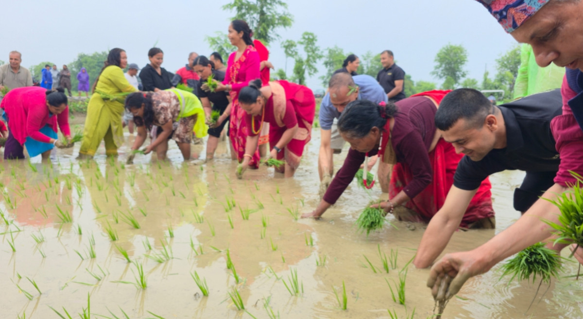 रुपन्देहीमा बोरिङको भरमा धान रोपाइँ