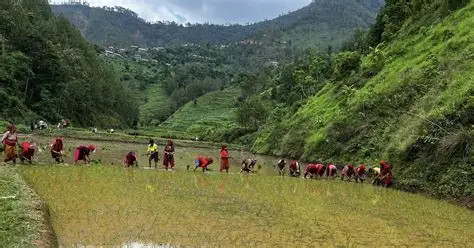 खेतमा काम गर्दा आँखा जोगाउन चिकित्सकको सुझाव