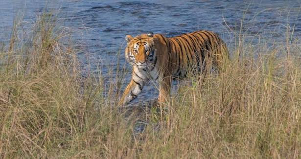 पर्सामा बाघ बढेसँगै सिए टिएस प्रमाणीकरण प्रक्रिया सुरु