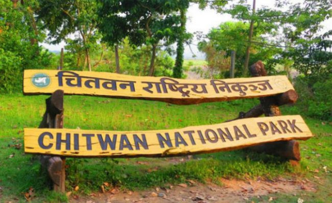 जिप सफारीका लागि निकुञ्जभित्रको सडकमा झाडी पन्छाइँदै