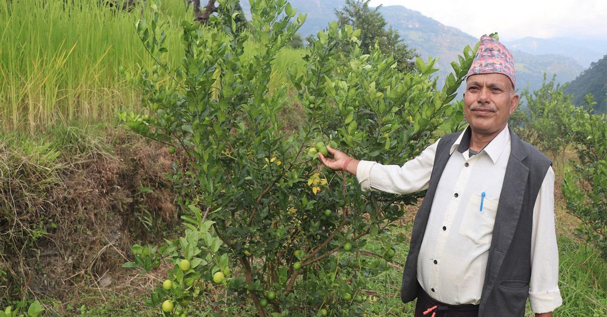 धानखेतमा कागतीखेती, नमुना किसान बने कृष्णलाल