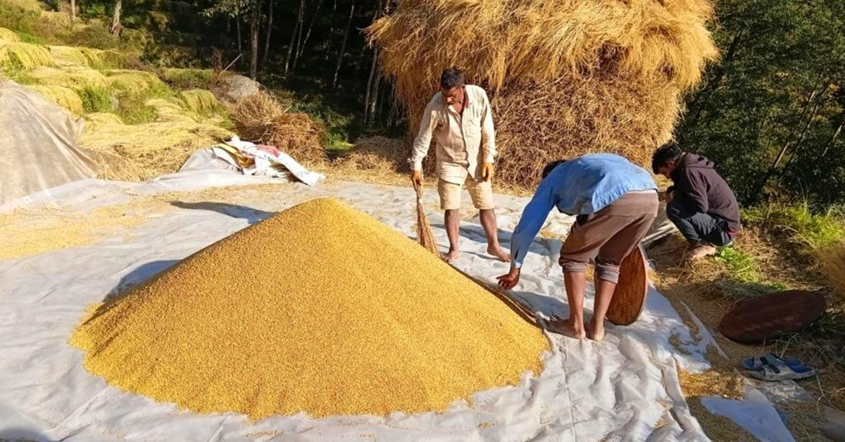 धान थन्क्याउन किसानलाई युवा जनशक्ति पाउनै मुस्किल