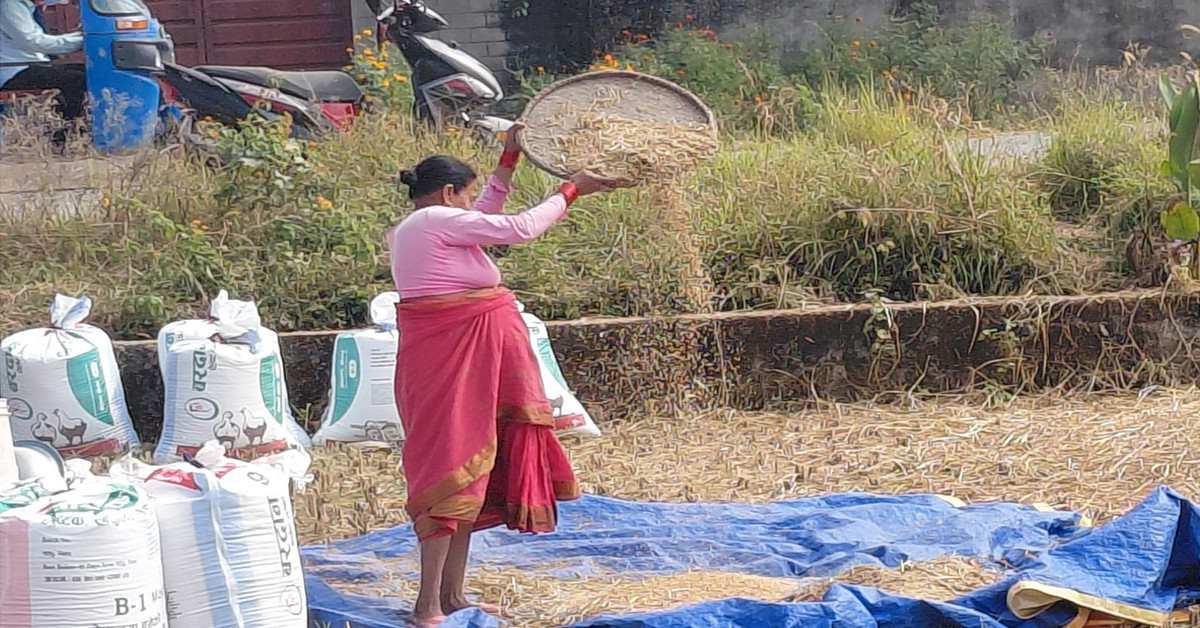 पानी पर्ने डरले किसानलाई धान भित्र्याउन भ्याइनभ्याई